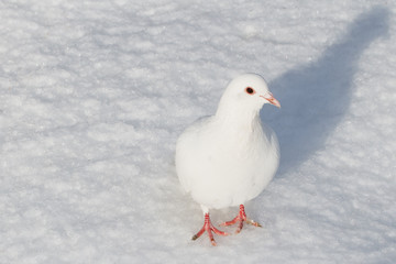 White dove in winter