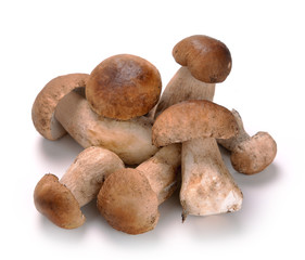 ceps mushrooms