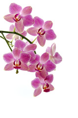 Obraz na płótnie Canvas Orchideenrispe