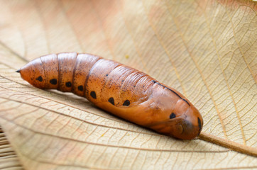 Brown chrysalis on dry leaf