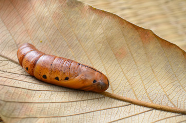 Brown chrysalis on dry leaf