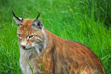 Luchs