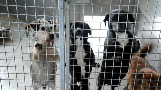 Chenil Canile Kennel