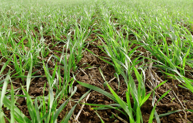 Growing wheat.