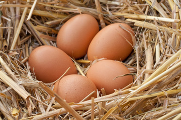 eggs
