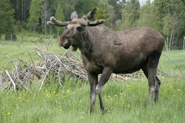 Bull moose in the forest
