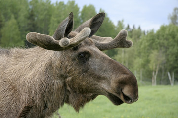 Bull moose head