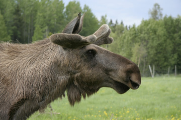 Moose