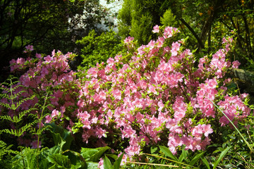 Fototapeta premium Garden