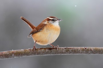 Carolina Wren in Winter