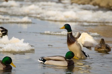 Mallard