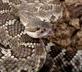 Portrait of a Southern Pacific Rattlesnake.
