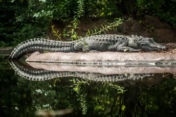 Fotobehang Krokodil Krokodil zit tussen land en water