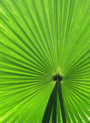 Fototapeta premium Green palm frond