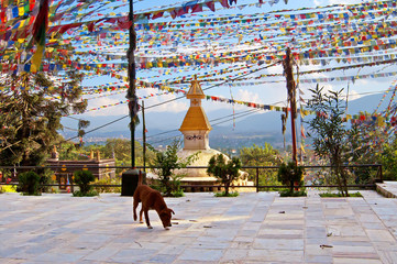 Cour de Swayambhunath (temple des singes) stupa à Katmandou, Népal