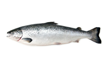 Scottish Atlantic Salmon