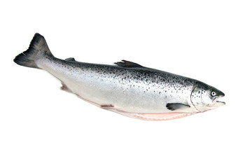 Scottish Atlantic Salmon