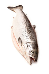 Whole salmon fish on a white studio background.