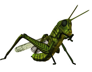 Heuschrecke beim fressen