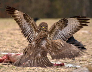 Buzzard