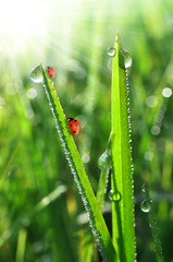 fresh morning dew and ladybird