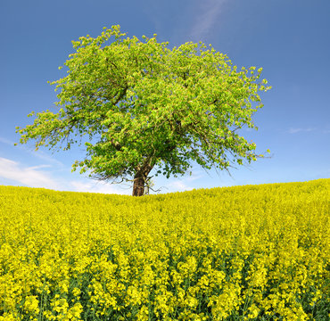 spring tree in the rapeseed field