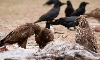 Buzzard
