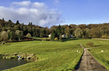 Fototapeta premium House amidst trees in the Winster Valley, Cumbria