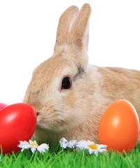 Osterhase
