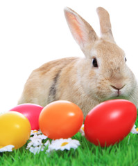 Osterhase