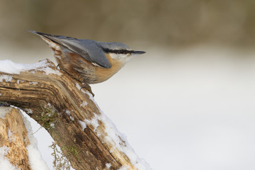 Kleiber (Sitta europaea)