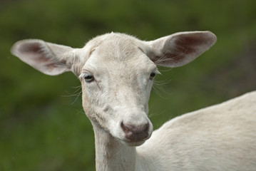 White fallow-deer