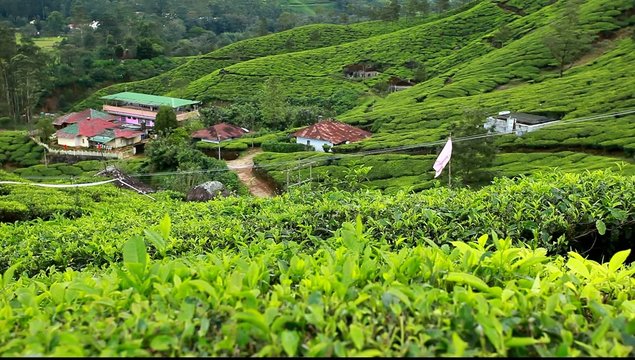 Landscape of green tea plantations. Munnar, Kerala, India