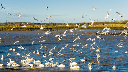chaotic bird scene at feeding frenzy