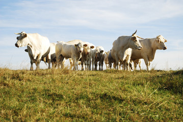 Cattle Herd