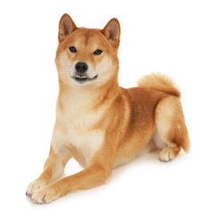 Shiba Inu dog