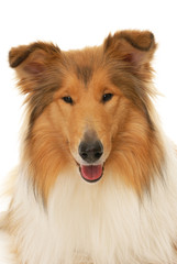 Fototapeta premium Rough Collie dog