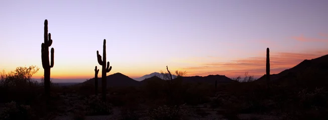 Muurstickers Saguaro Cactus bij zonsopgang Panoramisch © JJAVA