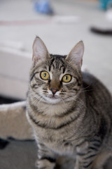 Fototapeta premium neugierige katze