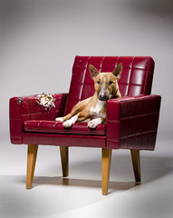 Female miniature bull terrier laying on a destroyed armchair.