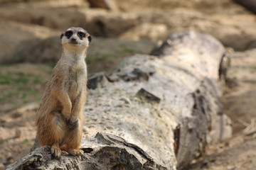Erdmännchen