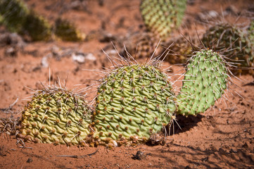 Cactus dans le désert - Utah USA