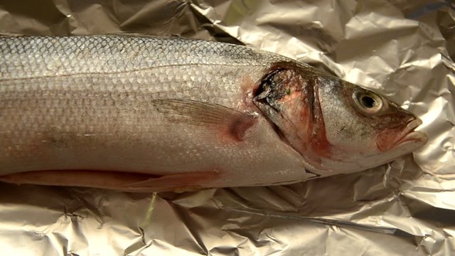 Dicentrarchus labrax Branzino ヨーロピアンシーバス Лаврак