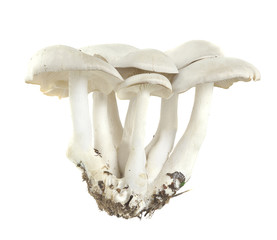 Clitocybe connata isolated on white background