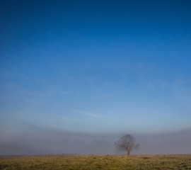 Obraz premium Lone Tree And Fog