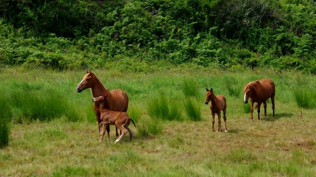 Pferd vid 04