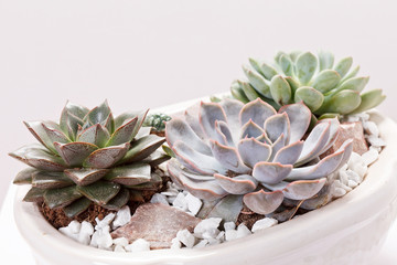 succulent plants