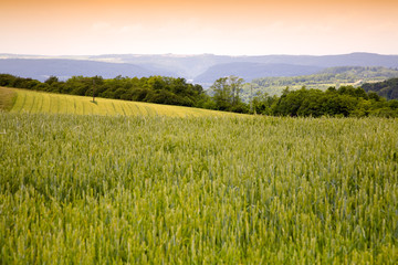 Agriculture Landscape