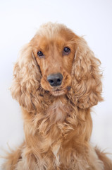 Cocker spaniel dog portrait