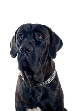 Cane-corso dog portrait